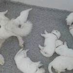 KC Reg White Swiss Shepherd pups for sale