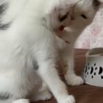 beautiful kitten ready for her new home ? ?