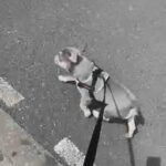 16 week old French bulldog for sale