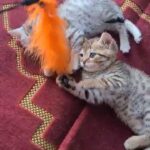 Scottish fold  X Bengal kittens