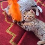 Scottish fold  X Bengal kittens