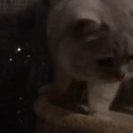 gorgeous champion kittens silver/gold