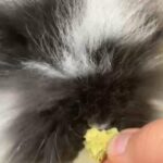 Beautiful lion lop girl