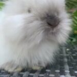 Beautiful Super friendly English Angora buck