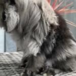 Beautiful friendly lion lop buck
