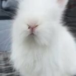 English Angora Buck