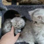 gorgeous FluffyPersians girl