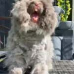 Stunning Havana English Angora Doe