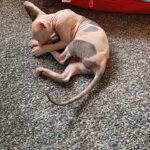 Beautiful TICA Active CALICO Sphynx Female ????