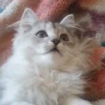 Persian chinchila x Ragdoll kitten