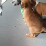 staffy pups