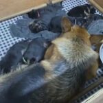 KC Reg German Shepherd Puppies & Dogs With Traditional Markings