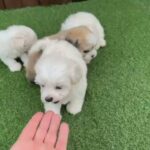 2 Beautiful maltipoo puppies 1 boy 1 girl