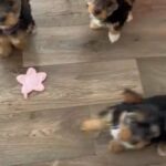 Licensed Breeder!!! Yorkshire Terrier!!! 1 Boy LEFT!!!