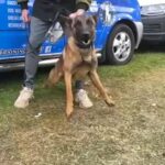 Belgian Malinois stud