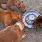 Young adult merle american bullies