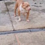 Likac merle American Bully Male