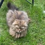 active Persian female