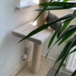 GCCF pedigree registered British Shorthair kittens