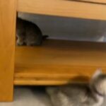 GCCF pedigree registered British Shorthair kittens