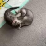 GCCF pedigree registered British Shorthair kittens