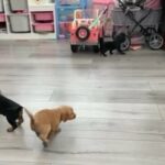 working cocker spaniel puppies