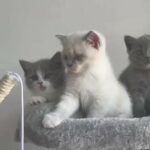 7 beautiful British shorthair