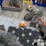 french bulldogs