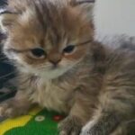 FluffyPersian girls