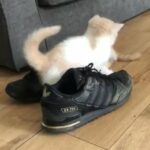 full pedigree active British shorthair kittens