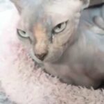 Sphynx female