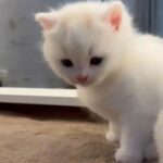 British Shorthair kittens