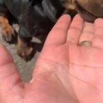 miniature dachshund puppy’s