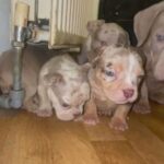ABKC AMERICAN BULLY PUPPIES