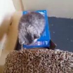 Scottish Fold kittens