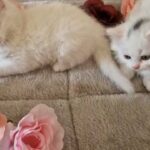 Angora X Persian male kittens for sale