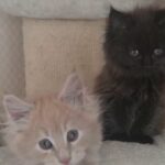 Pedigree Maine Coon