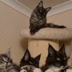 Pedigree Maine Coon