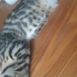 Bengal x Male (White-gloves) ?