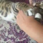 Bengal x Male- Mowgli