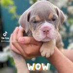 old English bulldog  REDUCED READY NOW !!