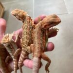 Coral Red Bearded Dragons