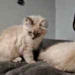 ragdoll kittens last 2 stunning boys left