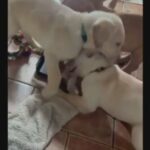 Labrador retriever pups KC REGISTERED