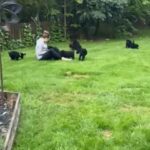 sheepadoodle puppies