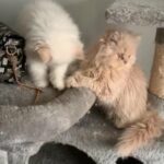 persian boys white and cream