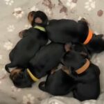 Toy/Standard Yorkshire Terrier Pups