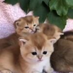 golden ticked Scottish Fold