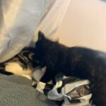 female kittens for sale