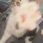 Tabby kitten for sale